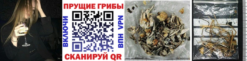kraken онион  Ясный  Псилоцибиновые грибы MAGIC MUSHROOMS  наркотики 